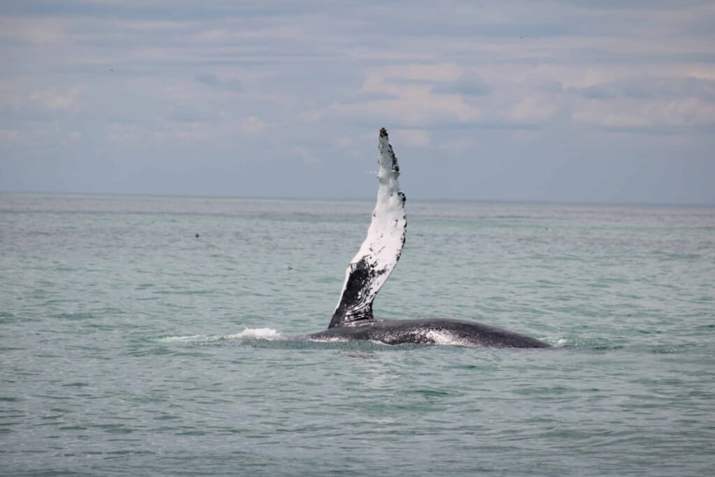 A whale's fin protrudes from the water.