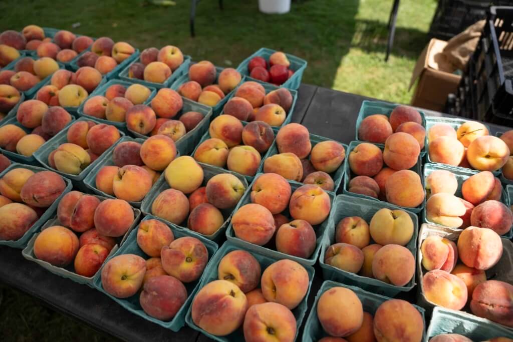 Peaches for sale at the Montauk Farmers Market, 2024
