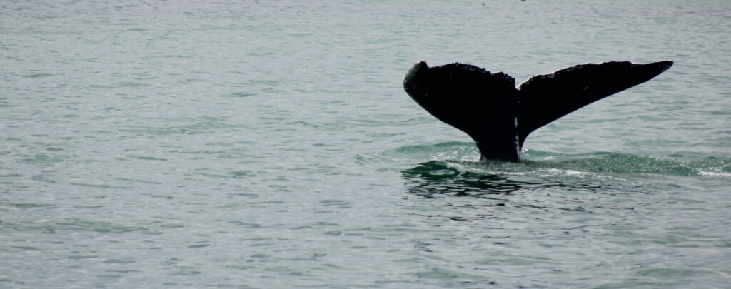 Things to Do - Visit Montauk