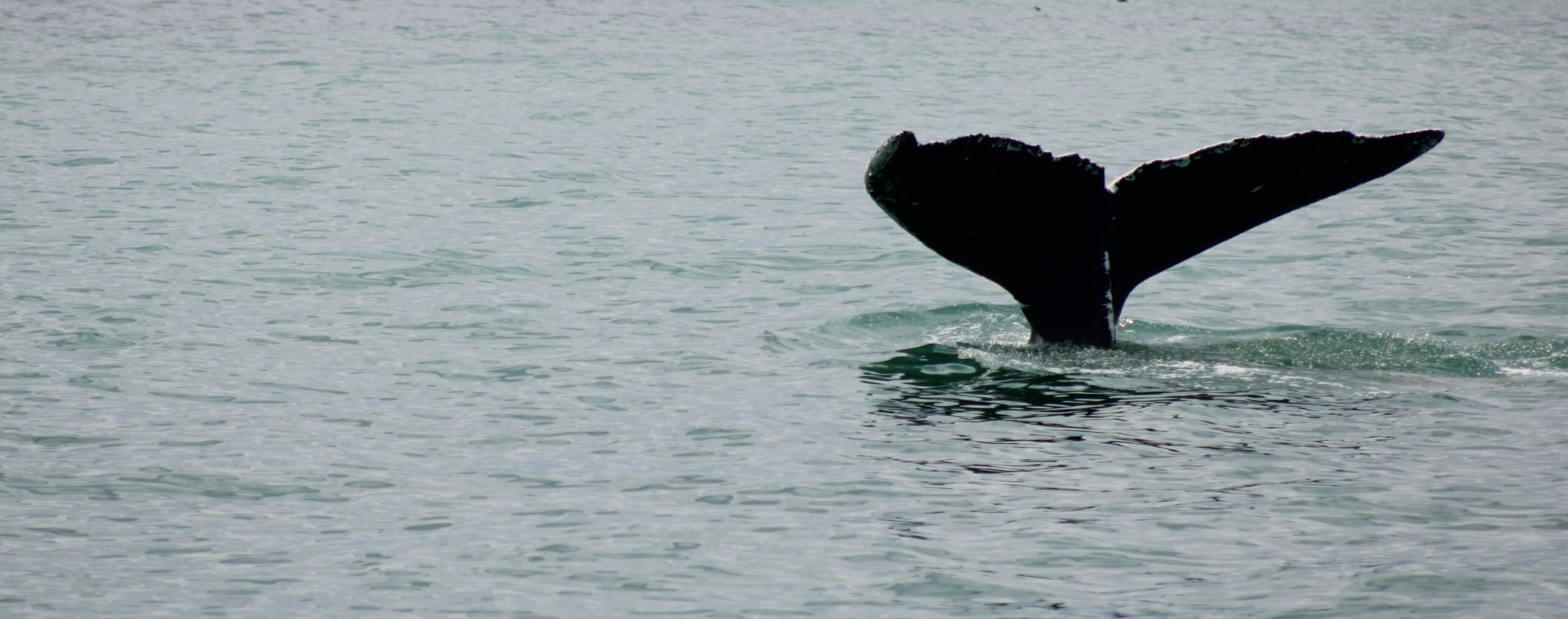 Whale tale emerging from ocean, summer 2024
